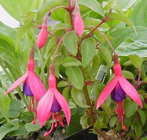 Fuchsia 'Peter Pan'