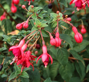 Fuchsia 'Phyllis'