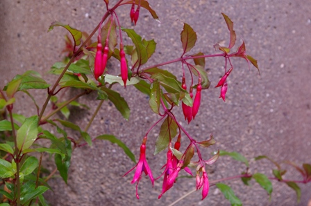 Fuchsia 'Porphyrio'