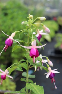 Fuchsia 'Queen Esther'