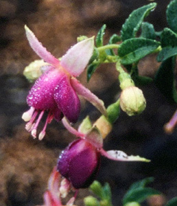Fuchsia 'Queen Esther'