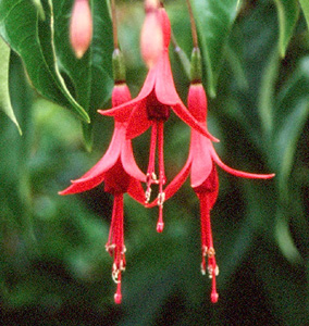 Fuchsia regia