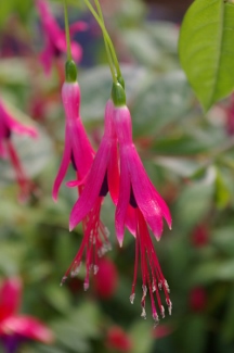 Fuchsia regia subsp. reitzii