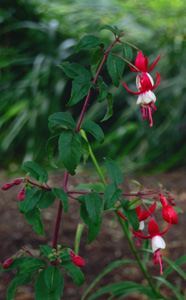 Fuchsia 'Santa Claus'