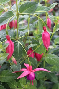 Fuchsia 'Sealand Prince'