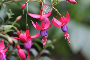 Fuchsia 'Surprise'