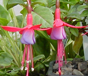 Fuchsia 'Surprise'