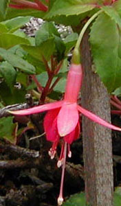 Fuchsia 'Swanley Yellow'