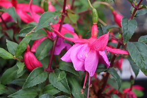 Fuchsia 'Tennessee Waltz'