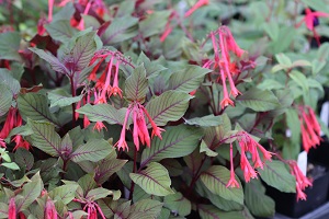 Fuchsia 'Thalia'