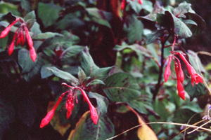 Fuchsia 'Thalia'