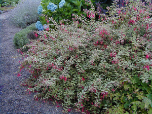 Garden Shrub Fuchsia Tricolor