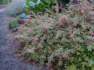 Image of Fuchsia Tricolor hardy fuchsia