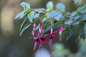 Fuchsia 'Whiteknight's Amethyst'