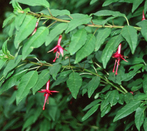 Fuchsia 'Whiteknight's Amethyst'