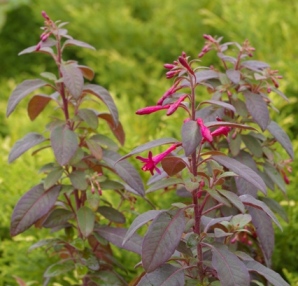 Fuchsia 'Whiteknight's Cheeky'