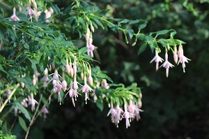 Fuchsia 'Whiteknight's Pearl'