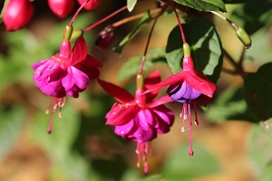 Fuchsia 'Yonder Blue'