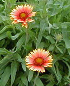 Gaillardia grandiflora 'Goblin'