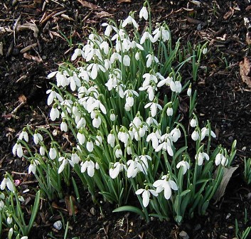 Galanthus nivalis