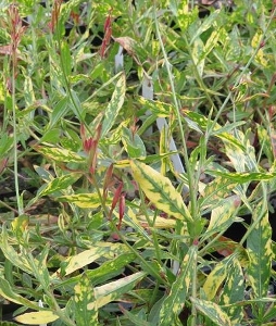 Gaura lindheimeri 'Golden Speckles'