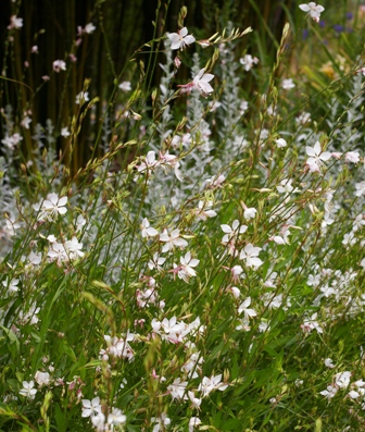 Gaura lindheimeri