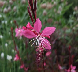 Gaura lindheimeri 'Siskiyou Pink'