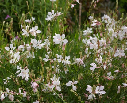 Gaura lindheimeri 'Whirling Butterflies'