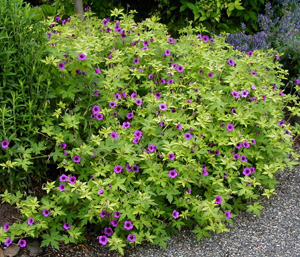 Geranium 'Ann Folkard'