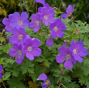 Geranium himalayense 'Baby Blue'