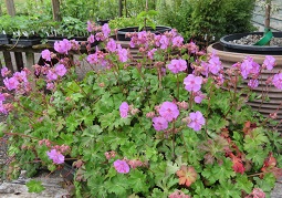 Geranium cantabrigense 'Karmina'