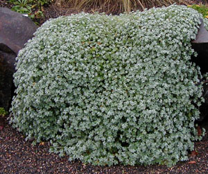 Geranium harveyi