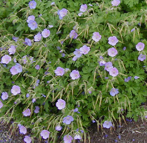 Geranium himalayense 'Irish Blue'