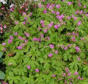 Geranium macrorrhizum 'Bevan's'