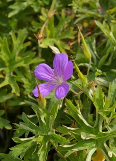 Geranium 'Nimbus'