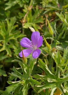 Geranium 'Nimbus'