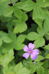 Geranium nodosum