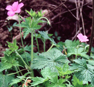 Geranium oxonianum 'A.T. Johnson'