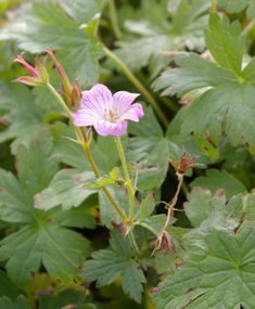 Geranium oxonianum 'Pearl Boland'