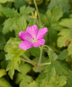 Geranium 'Pat Smallcomb'