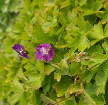 Geranium phaeum v. phaeum