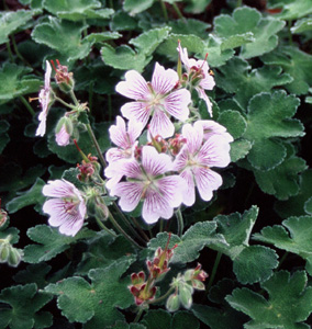 Geranium renardii