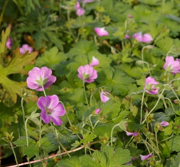 Geranium riversleaianum 'Mavis Simpson'