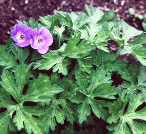 Geranium 'Rozanne'