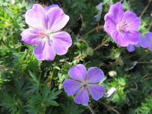 Geranium sanguineum 'Connie's Variety'