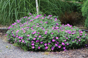 Geranium sanguineum 'Max Frei'