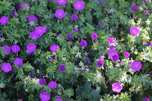 Geranium sanguineum 'New Hampshire Purple'