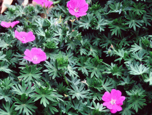 Geranium sanguineum 'Nyewoods'