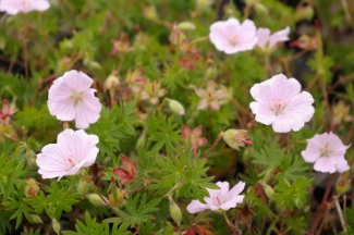 Geranium sanguineum 'Shell Pink'