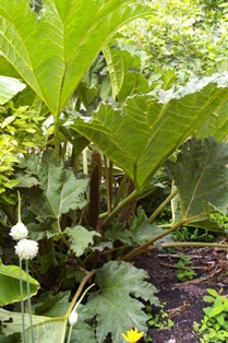 Gunnera manicata